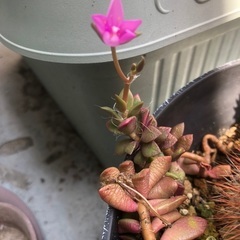 多肉植物 緑と赤のグラデーション 中型の画像