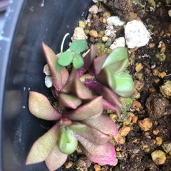 多肉植物 緑と赤のグラデーション 中型の画像
