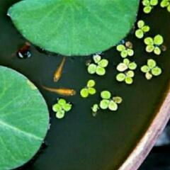 34.京都　ラインオプチャ✨　　　【めだかの学校】　　　　　　　...