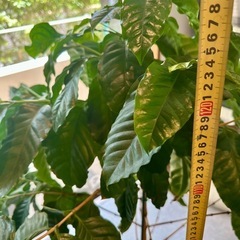 【観葉植物】コーヒーの木（約130cm）鉢カバー付き🌿の画像