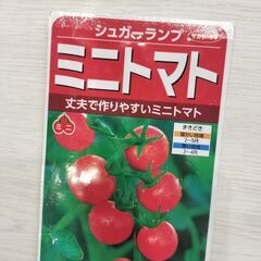 トマトの苗の画像