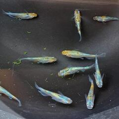 ‪🌱‬草餅めだか春生まれ10匹‪①🌱‬の画像