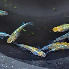 ‪🌱‬草餅めだか春生まれ10匹‪①🌱‬の画像