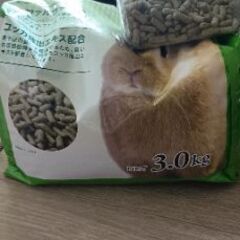 うさぎのフェレットと 牧草の画像