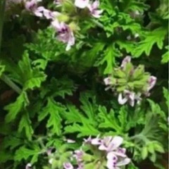 蚊取り草　ハーブゼラニュウム　1鉢の画像