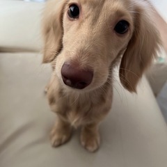 里親募集 ミニチュアダックス