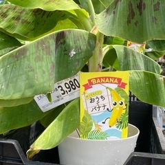 3尺バナナ苗木の画像