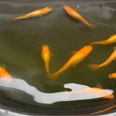 東天紅の画像