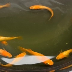 東天紅の画像