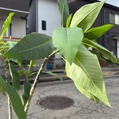 プルメリア　スターホワイトの画像