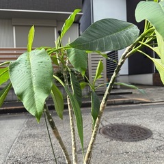 プルメリア　スターホワイトの画像