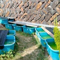 佐々町の正福寺さんの先にとってもかわいいめだかの無人販売所がオープンしました！の画像