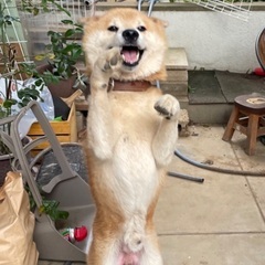 茶こ君♂ オヤツ空中キャッチが得意技