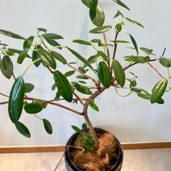【観葉植物】フィカス★鉢カバー付き／高さ約95cmの画像