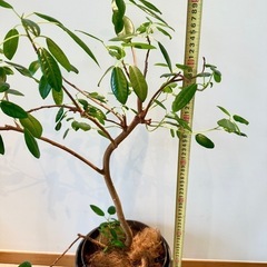 【観葉植物】フィカス★鉢カバー付き／高さ約95cmの画像
