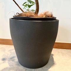 【観葉植物】フィカス★鉢カバー付き／高さ約95cmの画像