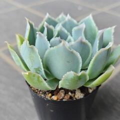 多肉植物　シムランスラグナサンチェス　2025年7月17日の画像