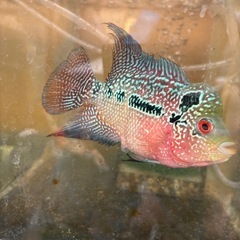 熱帯魚　フラワーホーンの画像