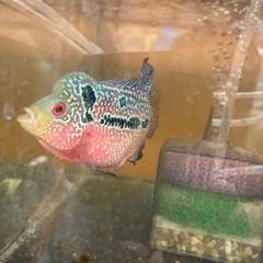 熱帯魚　フラワーホーンの画像