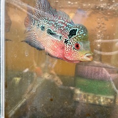 熱帯魚　フラワーホーンの画像