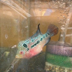 熱帯魚　フラワーホーンの画像