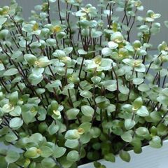 観葉植物（3）の画像