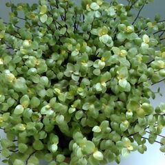 観葉植物（4）の画像