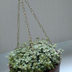 観葉植物（4）の画像