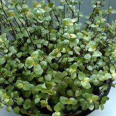 観葉植物（2）の画像