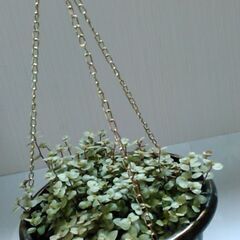 観葉植物（2）の画像