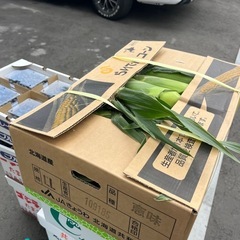 一推し🌽恵味めぐみとうもろこし2Lサイズ☆の画像