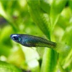 35.　ラインオープンチャット✨　　　【めだかの学校】　　　　　...