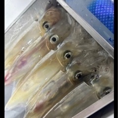 残り3セット ☆本日限り☆ 新鮮 白いか 約10〜約15cm 5杯