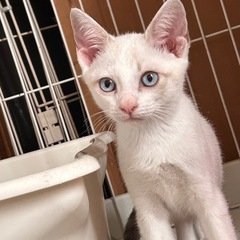 綺麗なブルーの目の男の子　しずくくん