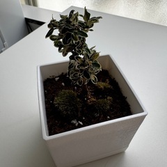観葉植物🪴白鳥花(はくちょうげ)の画像