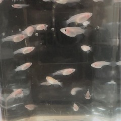 パンダメダカ　3月産まれ幼魚・若魚サイズ🐼たくさんい
ますの画像