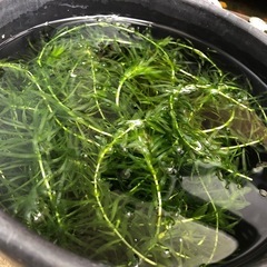 アナカリス 大量 (水草)の画像