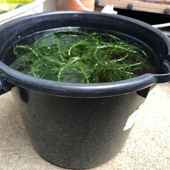 アナカリス 大量 (水草)の画像