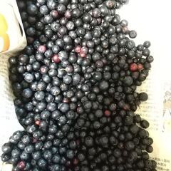 きまりました。小さな採れたてブルーベリー。100g。無農薬で安心☺️