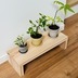 ランキングキーワードに紐づく投稿画像-観葉植物