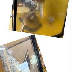 さしば鷹　鷹　剥製　縁起物　ガラスケース入りの画像