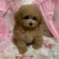 トイプードル子犬販売