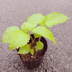 しそ　シソ　紫蘇　苗　野菜の画像