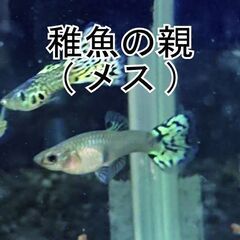 まだ受付中～《海外ﾌﾞﾘｰﾄﾞ》キングコブラ　グッピー　稚魚15匹＋ｵﾏｹの画像