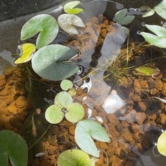 メダカ　6匹の画像