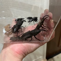 滋賀県産　カブトムシ、クワガタムシの画像