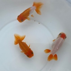 （2513）宇野系らんちゅう 4歳魚3匹セット　7.5cm強
〜9cm弱   の画像