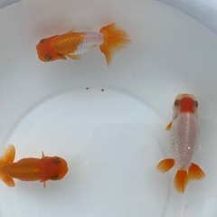 （2513）宇野系らんちゅう 4歳魚3匹セット　7.5cm強
〜9cm弱   の画像