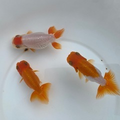（2513）宇野系らんちゅう 4歳魚3匹セット　7.5cm強
〜9cm弱   の画像
