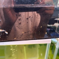 デーンモルフォキッシング10匹　稚魚〜幼魚の画像